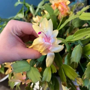 Yellow Thanksgiving Cactus Live Plant – Small – 3 Inch Pot – Indoor - Image 4