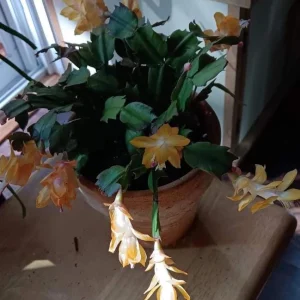 Yellow Thanksgiving Cactus Live Plant – Small – 3 Inch Pot – Indoor - Image 6