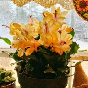 Yellow Thanksgiving Cactus Live Plant – Small – 3 Inch Pot – Indoor - Image 7