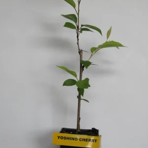 Yoshino Cherry Tree Live Plant – 2.5
