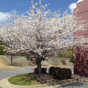 Yoshino Cherry Tree Live Plant – 2.5