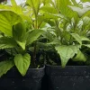 Zej Ntshua Ntuag Live Plant - Eisholtzia Pendulifora Hmong Tshuaj Herbs Starter Plant in 2.5 inch Pot - Image 1