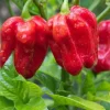 2 Live Caribbean Red Habanero Pepper Plants, 9-13" Tall, Hot Red Peppers, Indoor/Outdoor - Image 1