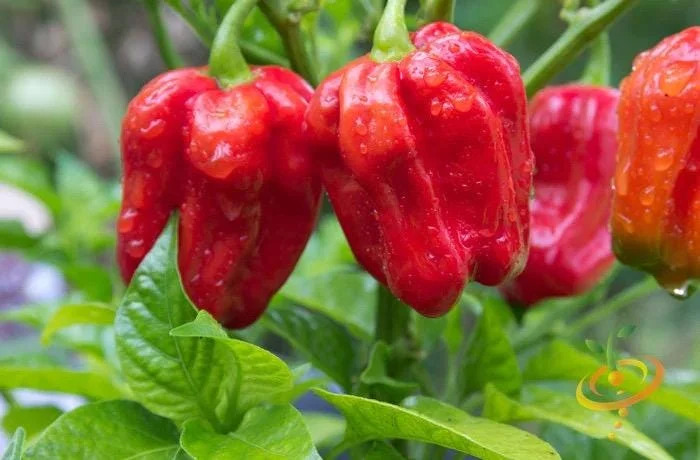 2 Live Caribbean Red Habanero Pepper Plants, 9-13" Tall, Hot Red Peppers, Indoor/Outdoor - Image 1