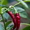 2 Live Cayenne Red Pepper Plants 5-9 inch – Spicy Garden Seedlings Outdoor - Image 1