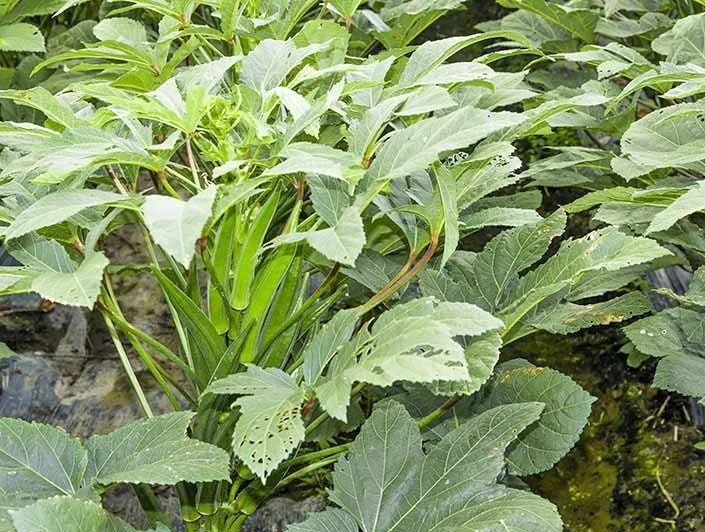 2 Live Dwarf Okra Plants - Baby Bubba Clemson Seedlings - 4-9" Tall - Image 2