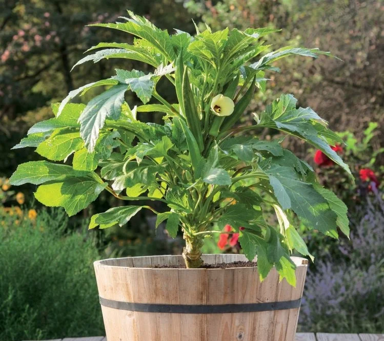 2 Live Dwarf Okra Plants - Baby Bubba Clemson Seedlings - 4-9" Tall - Image 1