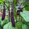 2 Live Ichiban Japanese Long Eggplant Plants 12-17" Tall - Seedlings for Garden - Image 1