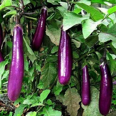 2 Live Ping Tung Asian Eggplant Plants 4-7 inch Seedlings for Spring Garden - Image 1