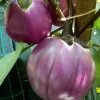 2 Live Rosa Bianca Eggplant Plants - Italian Aubergine Seedlings 5-8" Tall, Spring Garden - Image 1