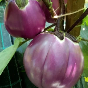 2 Live Rosa Bianca Eggplant Plants - Italian Aubergine Seedlings 5-8" Tall, Spring Garden - Image 1