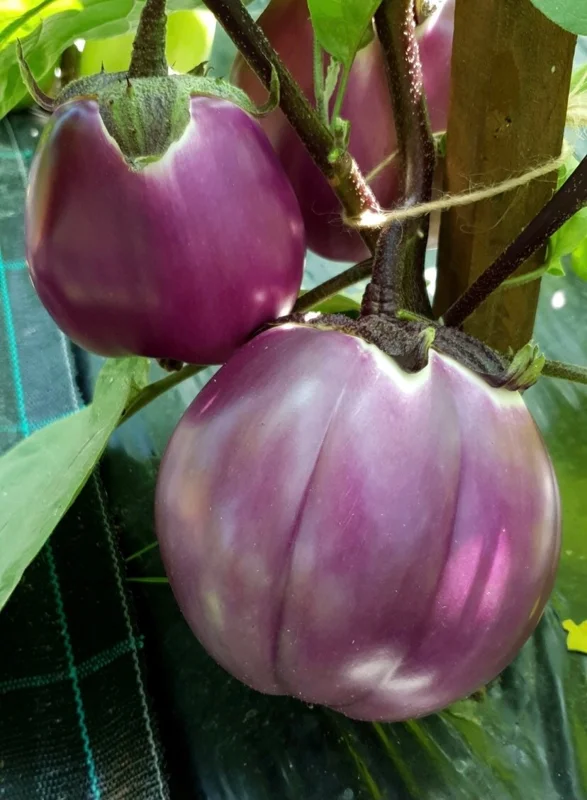 2 Live Rosa Bianca Eggplant Plants - Italian Aubergine Seedlings 5-8" Tall, Spring Garden - Image 1