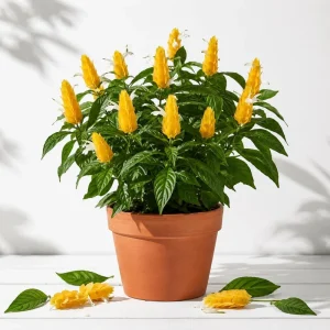 2 Yellow Shrimp Plant Live Plants, Justicia Brandegeana, 4-7 inch Tall Starter Plants, Indoor Outdoor Tropical Flowering Plants - Image 1