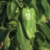 3 Cubanelle Pepper Live Plants, 6-11 inches, Sweet Frying Pepper Seedlings for Garden - Image 1