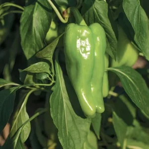 3 Cubanelle Pepper Live Plants, 6-11 inches, Sweet Frying Pepper Seedlings for Garden - Image 1