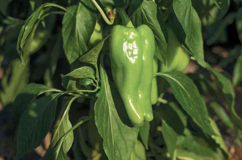 3 Cubanelle Pepper Live Plants, 6-11 inches, Sweet Frying Pepper Seedlings for Garden - Image 1