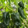 3 Live Ancho Pepper Plants - 10-14 inches Tall - Vegetable Seedlings for Spring Garden - Image 1