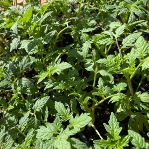 3 Live Large Red Cherry Tomato Plants, 4-8