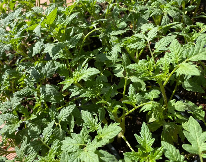 3 Live Large Red Cherry Tomato Plants, 4-8" Tall Seedlings, Indeterminate, Outdoor Garden - Image 2