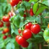 3 Live Large Red Cherry Tomato Plants, 4-8" Tall Seedlings, Indeterminate, Outdoor Garden - Image 1