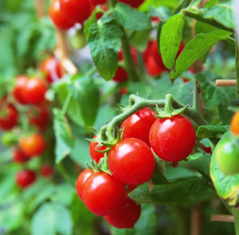 3 Live Large Red Cherry Tomato Plants, 4-8" Tall Seedlings, Indeterminate, Outdoor Garden - Image 1
