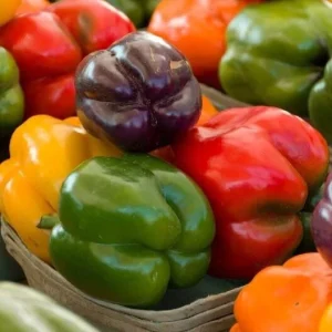 3 Live Rainbow Bell Pepper Plants - 6-11 inch Seedlings for Spring Garden - Image 1
