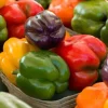 3 Live Rainbow Mix Bell Pepper Plants - 7-12 inch Seedlings for Garden - Image 1