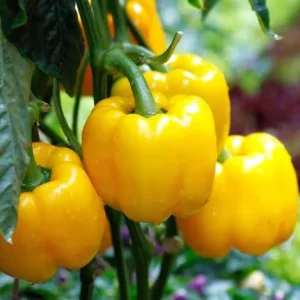 3 Live Yellow Bell Pepper Plants – 4-6 inch Sweet Pepper Seedlings for Garden - Image 1