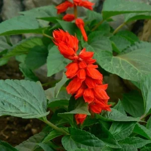 3 Red Salvia Live Plants - Scarlet Sage Flowers, 5-7 inches, Outdoor - Image 1