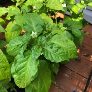 3 Trinidad Moruga Scorpion Pepper Live Plants - 5-9 inch Seedlings for Spring Garden - Image 2