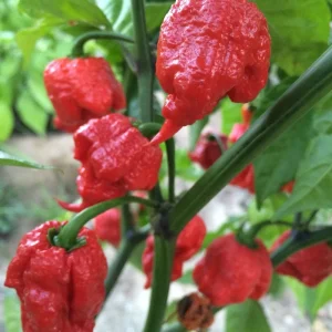 3 Trinidad Moruga Scorpion Pepper Live Plants - 5-9 inch Seedlings for Spring Garden - Image 1