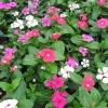 3 Vinca Mix Live Flower Plants - 4-8" Tall, In Bloom, Outdoor Garden Annuals - Image 1