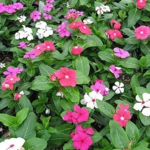 3 Vinca Mix Live Plants - In Bloom Flower Plants 4-8" Tall - Outdoor Annual - Image 1