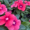 3 Vinca Tattoo Tangerine Live Plants 3-6 inch - Heat Tolerant Annual Flowers - Image 1