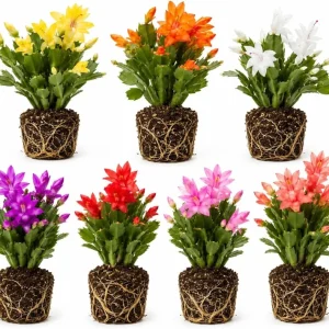4 Christmas Thanksgiving Cactus Live Plants, 4-8 Inch Tall, Tropical Indoor - Image 1