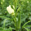4 Live Okra Clemson Spineless Plants - Green, 4-8 inch Seedlings, Outdoor Vegetable - Image 1