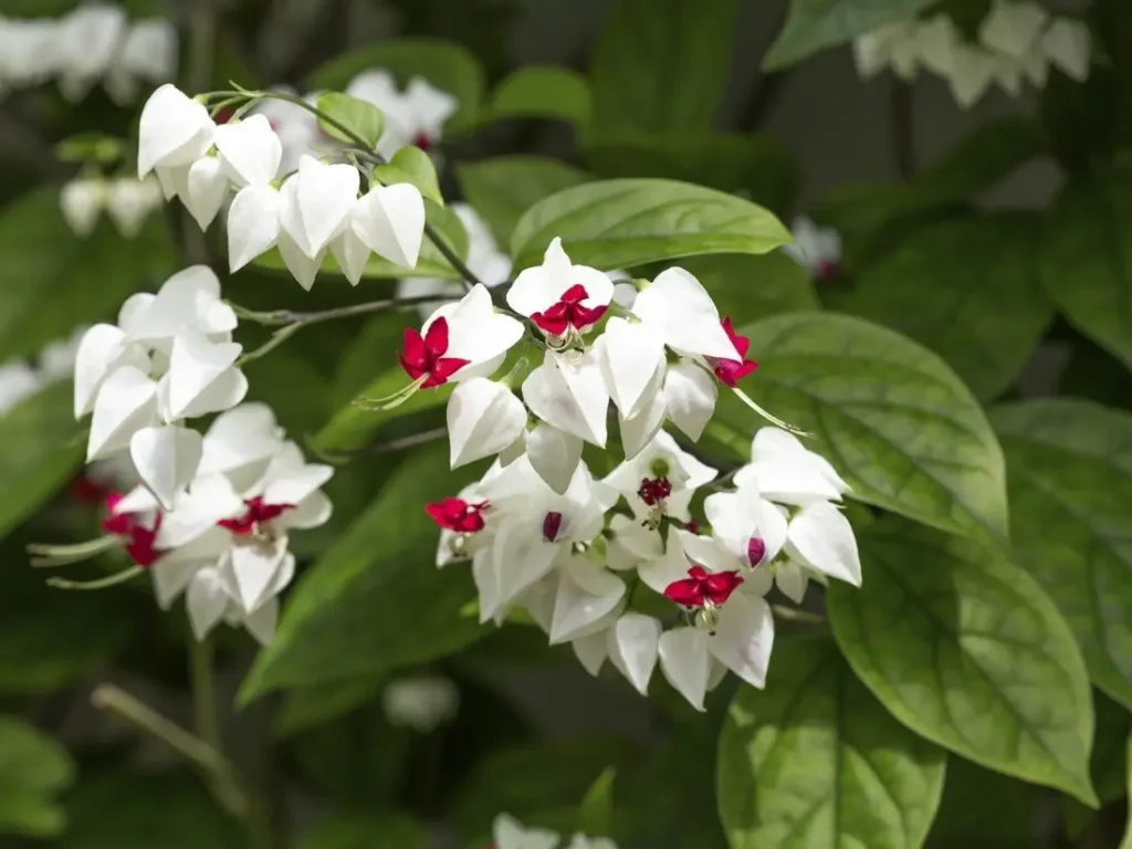Clerodendrum Bleeding Heart
