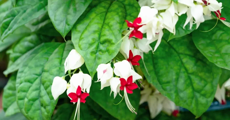 Clerodendrum Bleeding Heart Care A Complete Guide for Beginners