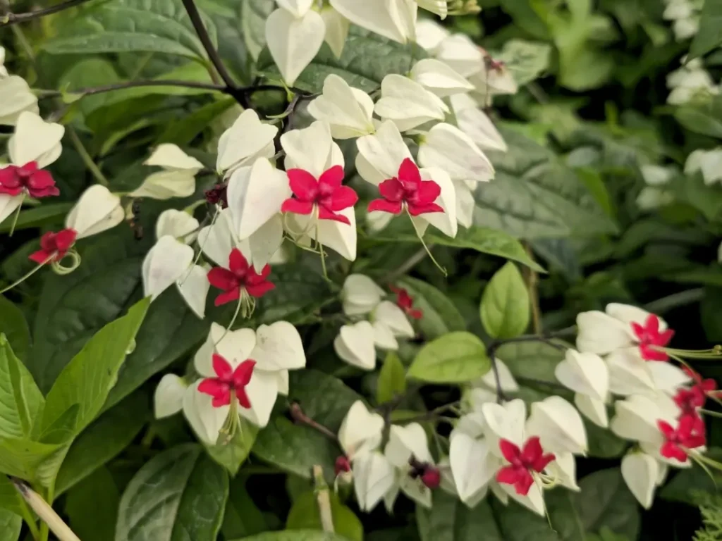 How to Get Clerodendrum Bleeding Heart to Bloom
