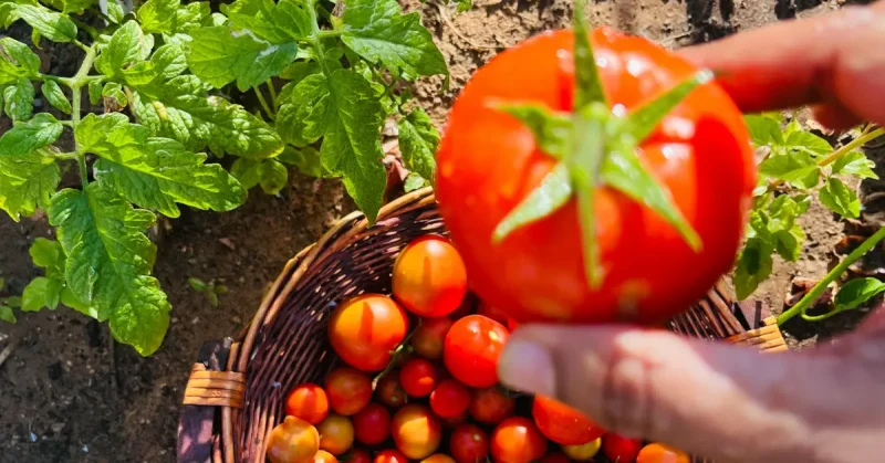 Top 10 Best Tips for Growing Tomatoes at Home
