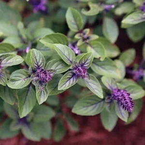 African Blue Basil Live Plant - 8-11 inch Herb Seedling, Outdoor/Indoor - Image 1