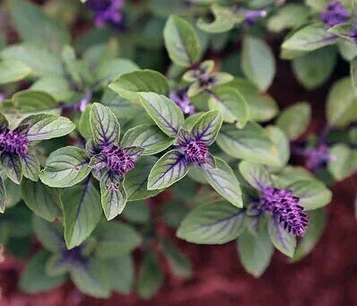 African Blue Basil Live Plant - 8-11 inch Herb Seedling, Outdoor/Indoor - Image 1