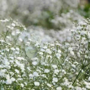 Baby's Breath Live Plant – Gypsophila in 3