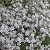 Baby's Breath Live Plant – Gypsophila in 3" Pot – Indoor/Outdoor - Image 1
