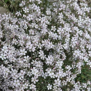 Baby's Breath Live Plant – Gypsophila in 3