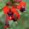 Batface Cuphea Live Plant - 7-11" Tall, Red-Purple Flowers, Attracts Hummingbirds, Indoor/Outdoor - Image 1