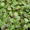 Berries & Cream Mint Live Plant - Aromatic Culinary Herb, 3-5 inch Seedling - Image 1