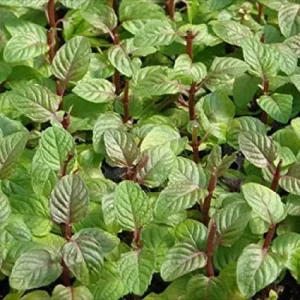 Berries & Cream Mint Live Plant - Aromatic Culinary Herb, 3-5 inch Seedling - Image 1
