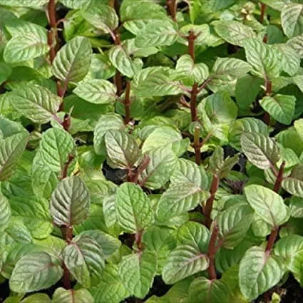 Berries & Cream Mint Live Plant - Aromatic Culinary Herb, 3-5 inch Seedling - Image 1