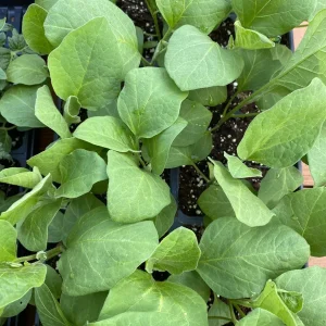 Black Beauty Eggplant Live Plants, 2-Pack, 4-7 inch Seedlings, Outdoor Vegetable - Image 2